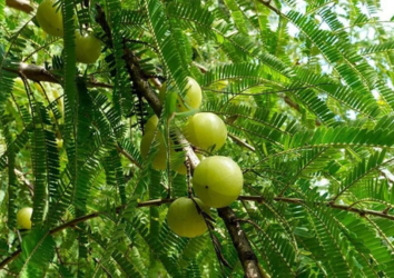 Amalaki: Unveiling the Marvels of Indian Gooseberry