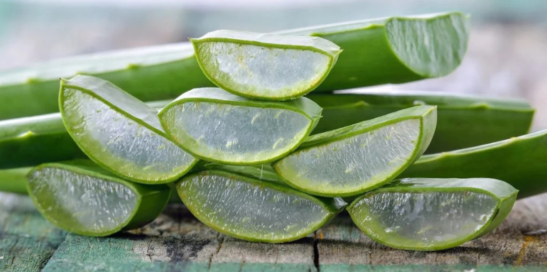 Exploring the Healing Power of Aloe Vera in Ayurveda